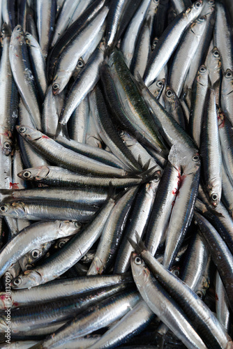 Various sea food and fresh ocean fish in lokal market orata sea bream close-up vertical small sprat fish