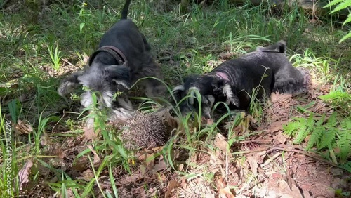 Two miniature schnauzer dogs barking on a hedgehog in a forest.