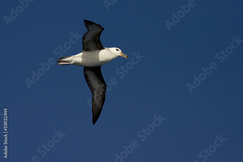 Black-browed Albatross, Thalassarche melanophrys