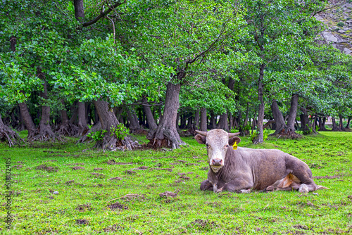 a funny bull rests with horns on a lawn in a relict forest among alder trees, branches and foliage and looks at you