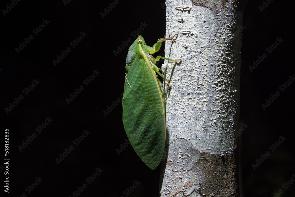 Green Grocer Cicada in the Daintree (Queensland, Australia). Green Grocer Cicada in the Daintree (Queensland, Australia).
