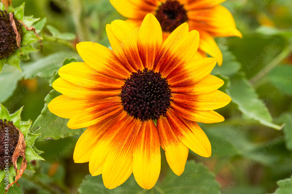 blooming sunflower in garden garden blooming sunflower in garden garden