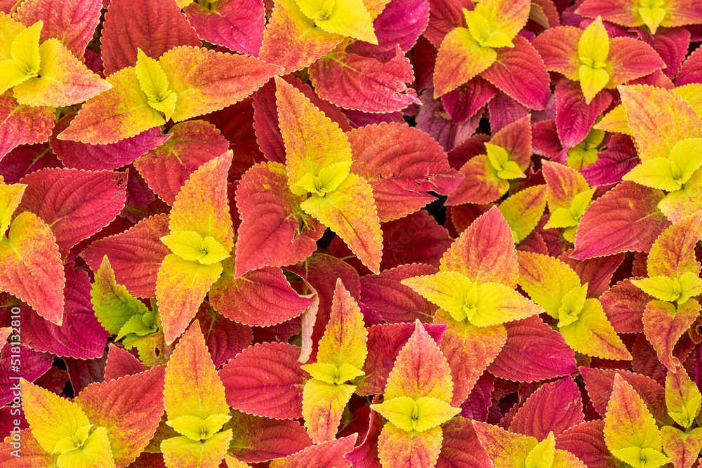 The lush multicolored Suzu in the garden garden The lush multicolored Suzu in the garden garden