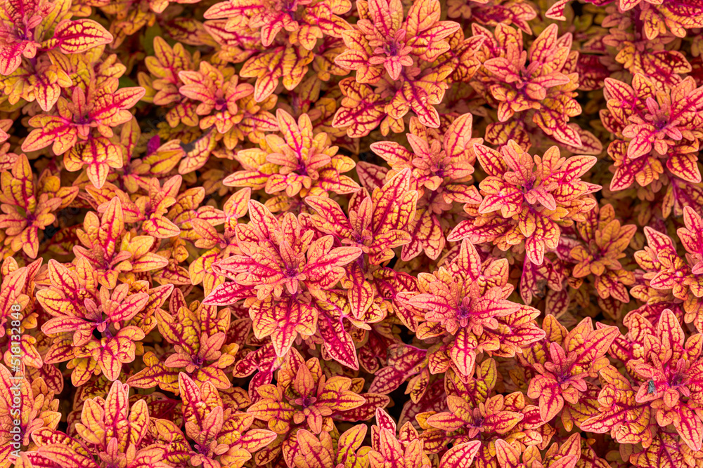 Lush red reticulate grass in garden garden Lush red reticulate grass in garden garden