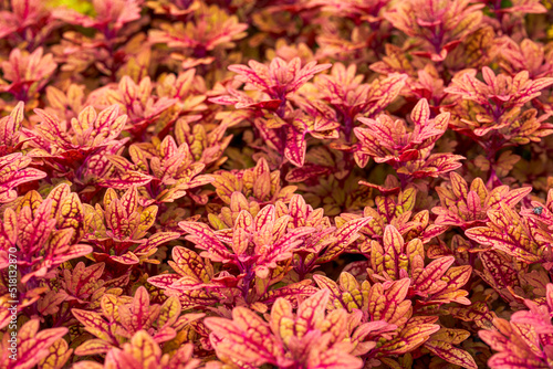 Lush red reticulate grass in garden garden