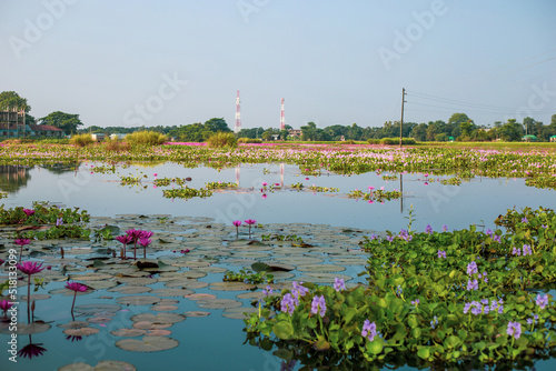 Natural water lilies or lotus flowers floating on the lake with water hyacinths flowers. Beautiful landscape of village, floating waterlily with leaves and the contrast of sunlight