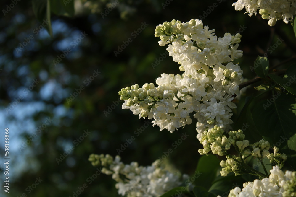White lilac flowers on a sunny evening. White lilac flowers on a sunny evening.