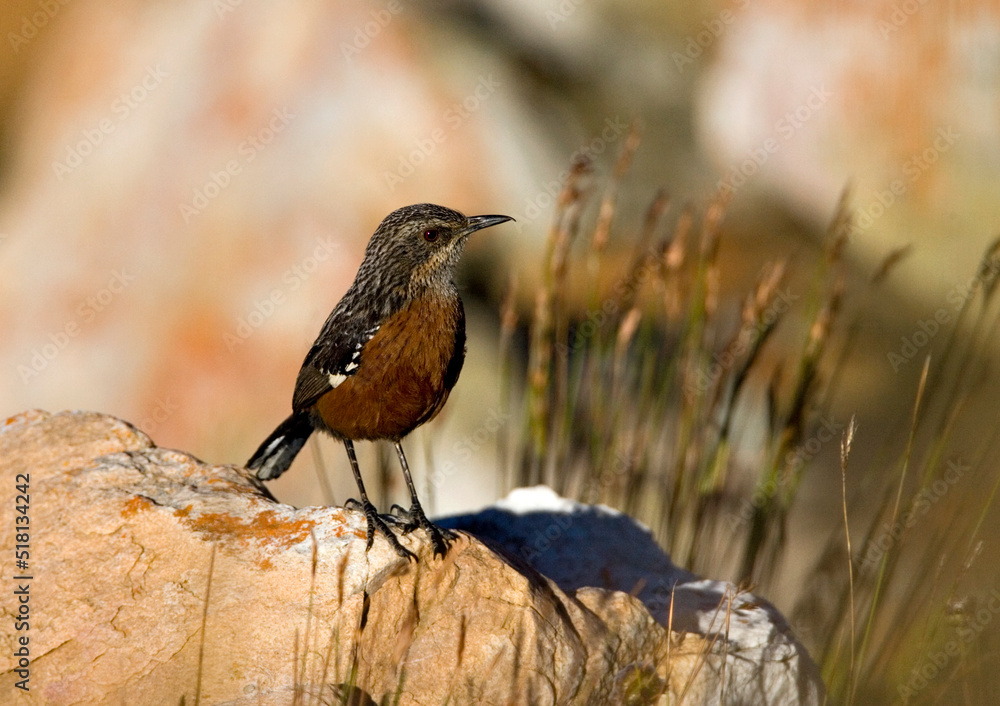 Cape Rockjumper, Chaetops frenatus