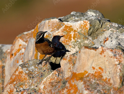 Cape Rockjumper, Chaetops frenatus photo