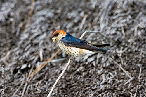 Greater Striped Swallow, Cecropis cucullata photo