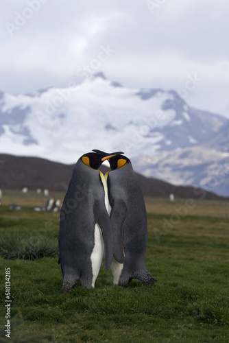 King Penguin, Aptenodytes patagonicus photo