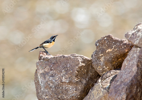 Orange-breasted Rockjumper, Chaetops aurantius photo