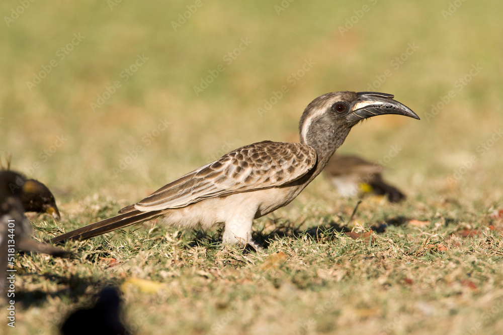 African Grey Hornbill, Tockus nasutus African Grey Hornbill, Tockus nasutus
