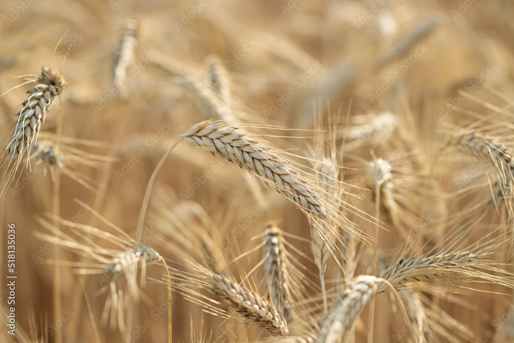 Golden Spike of rye (secale cereale). Golden Spike of rye (secale cereale).