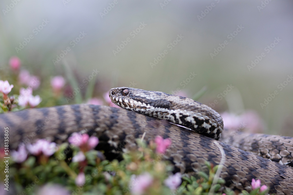 Vipera berus, the common European adder or common European viper, is a venomous snake that is extremely widespread and can be found throughout most of central and eastern Europe Vipera berus, the common European adder or common European viper, is a venomous snake that is extremely widespread and can be found throughout most of central and eastern Europe