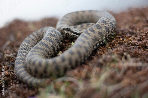 Vipera berus, the common European adder or common European viper, is a venomous snake that is extremely widespread and can be found throughout most of central and eastern Europe