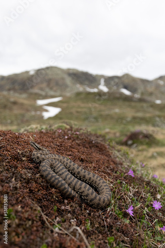 Vipera berus, the common European adder or common European viper, is a venomous snake that is extremely widespread and can be found throughout most of central and eastern Europe