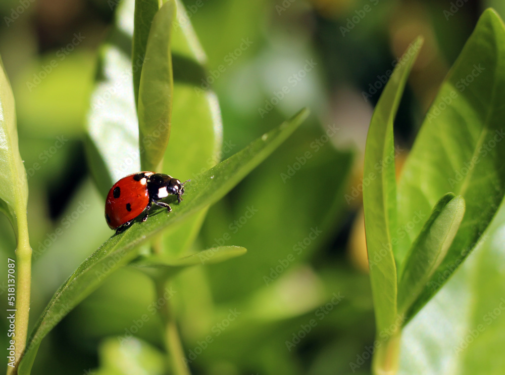 coccinelle parée au décollage coccinelle parée au décollage