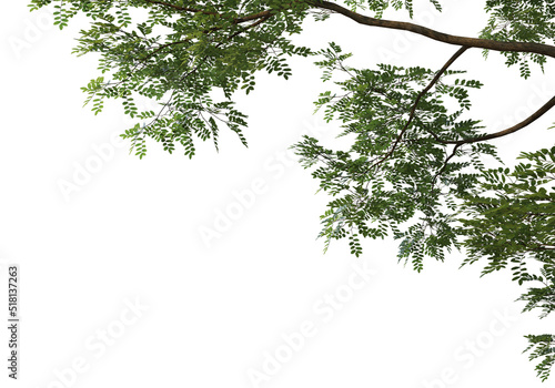 Foreground Flowering branches on a white background © jomphon