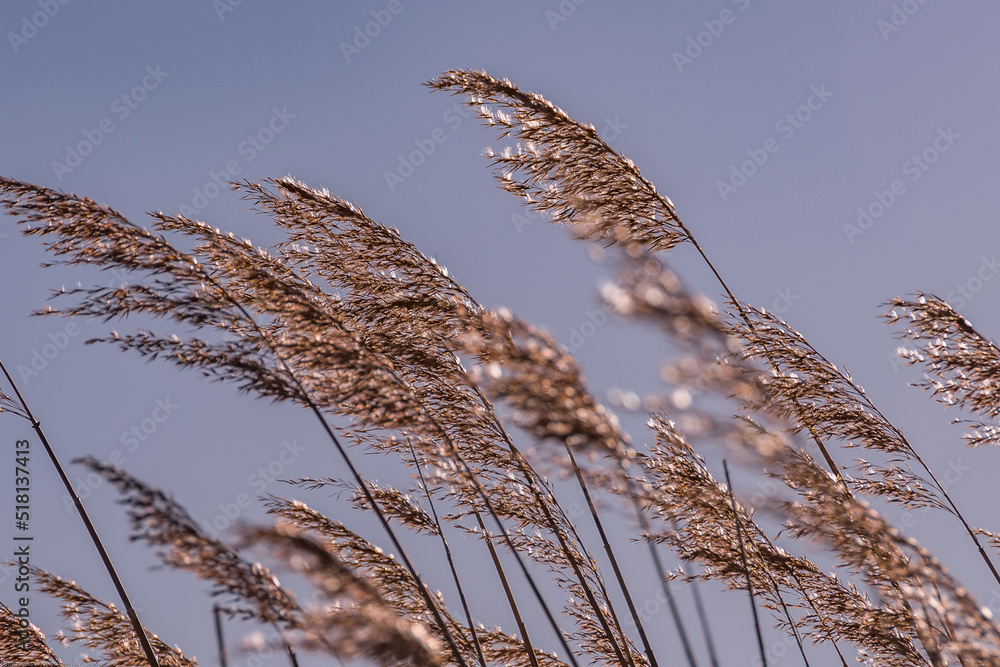 Obraz premium Gräser wiegen im Wind im Hintergrund der blaue Himmel 
