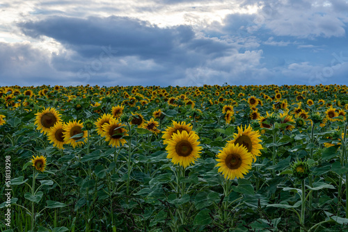 Fields of sunflowers under an overcast sky