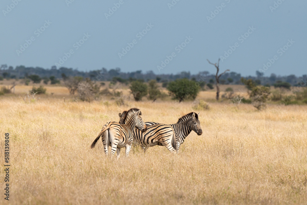 Obraz premium Zèbre de Burchell, Equus quagga, Parc national Marachele, Afrique du Sud