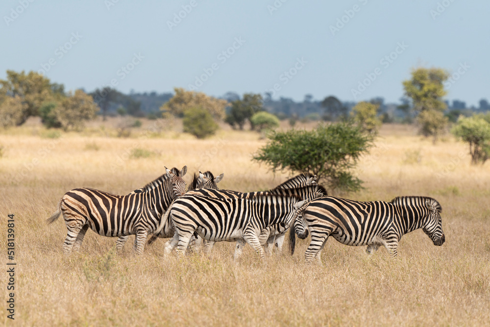 Zèbre de Burchell, Equus quagga, Parc national Marachele, Afrique du Sud Zèbre de Burchell, Equus quagga, Parc national Marachele, Afrique du Sud