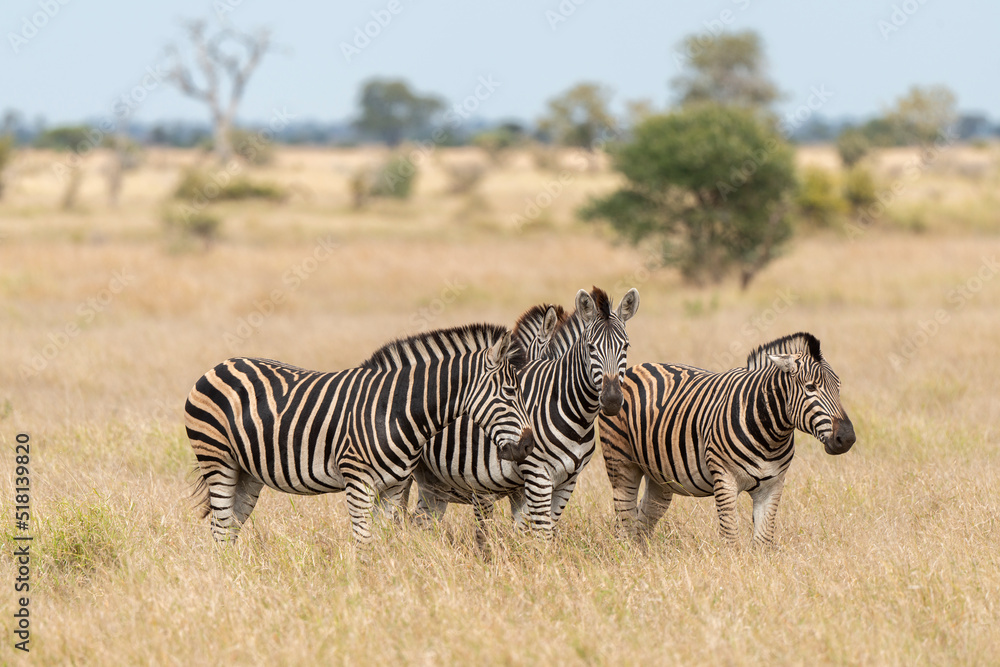 Zèbre de Burchell, Equus quagga, Parc national Marachele, Afrique du Sud Zèbre de Burchell, Equus quagga, Parc national Marachele, Afrique du Sud