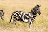 Zèbre de Burchell, Equus quagga, Parc national Marachele, Afrique du Sud