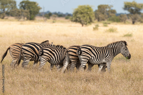 Z  bre de Burchell  Equus quagga  Parc national Marachele  Afrique du Sud