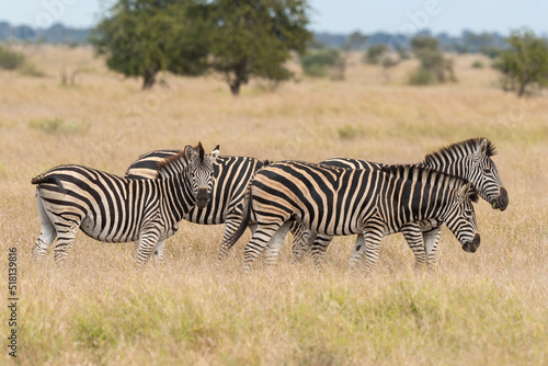 Z  bre de Burchell  Equus quagga  Parc national Marachele  Afrique du Sud