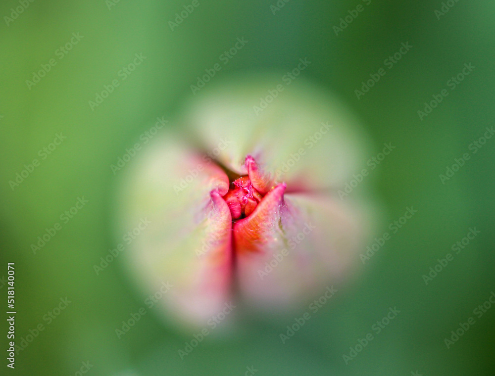 Obraz premium Tulipe presque fleurie