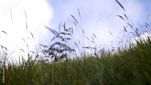 Wind -blown grass flowers with a background of white clouds with a blue sky