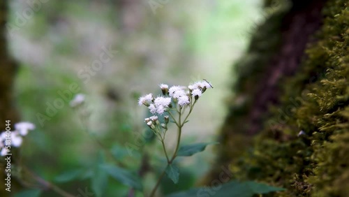 The white flower gently and beautifully blows in the wind