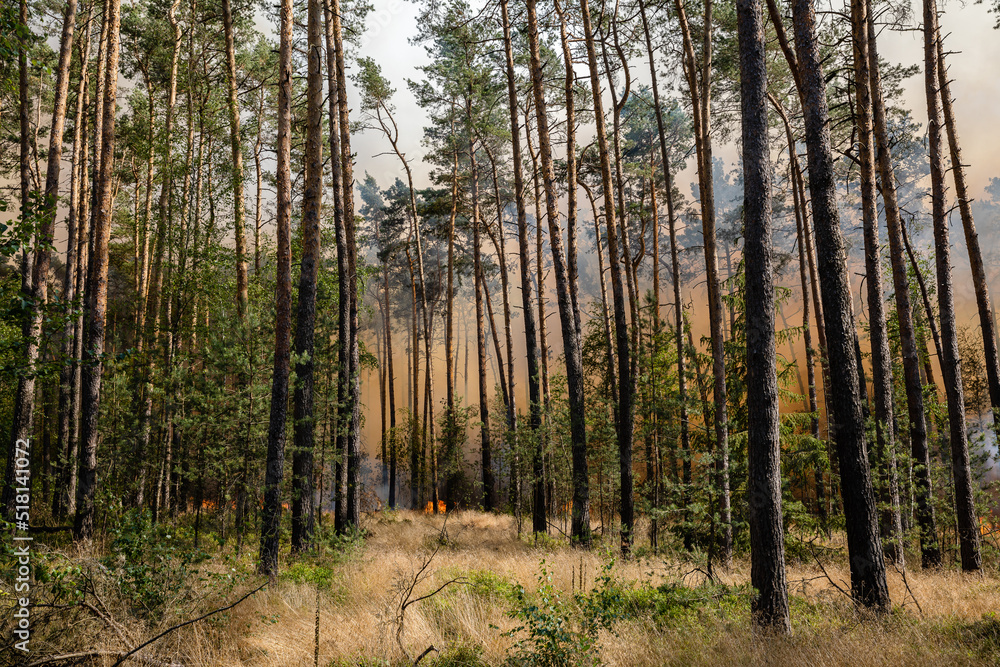 Obraz premium Flammenfront bei Waldbrand