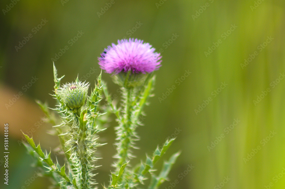Closeup of spiny plumeless thistle flower with green blurred background Closeup of spiny plumeless thistle flower with green blurred background