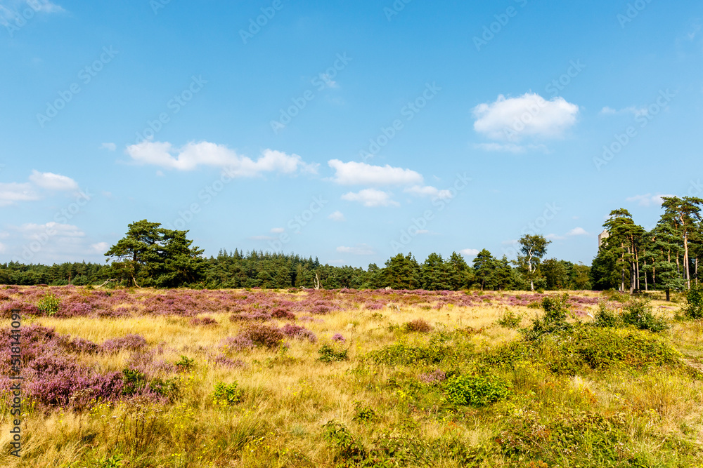 Scenery with moorland and woods in Radio Kootwijk in The Netherlands, Europe