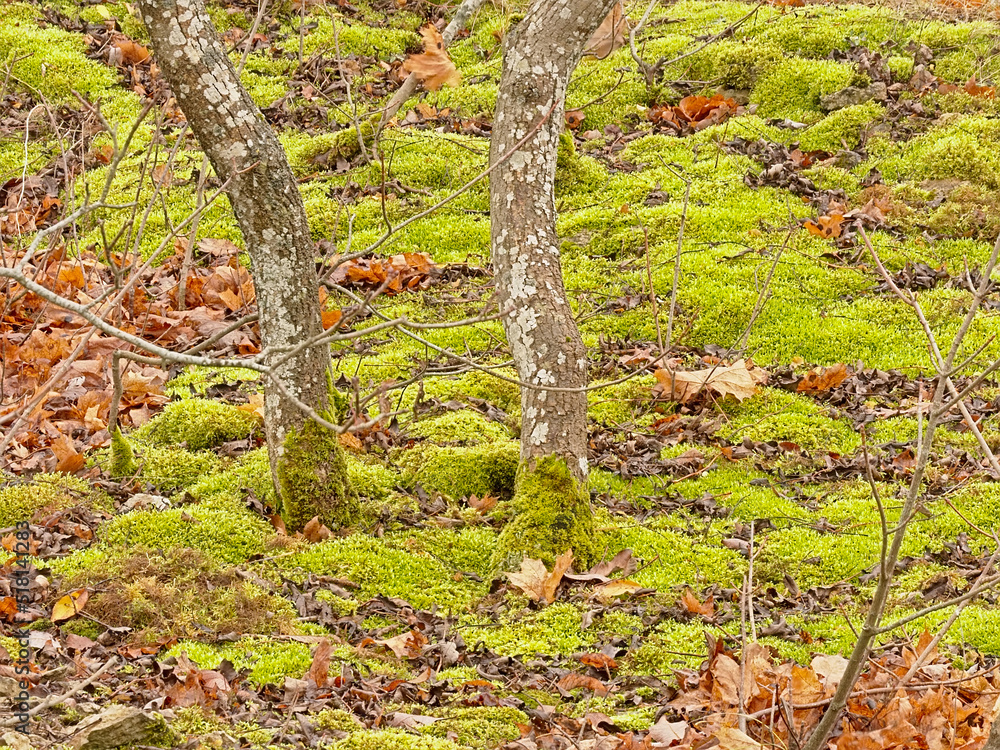 Forest detail with tree trunks and,dried brown leaves and moss, Astangu forest, Tallinn, Estonia 
