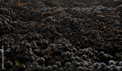 Grapevines background. Closeup view of harvested Malbec grapes ready for wine making. photo