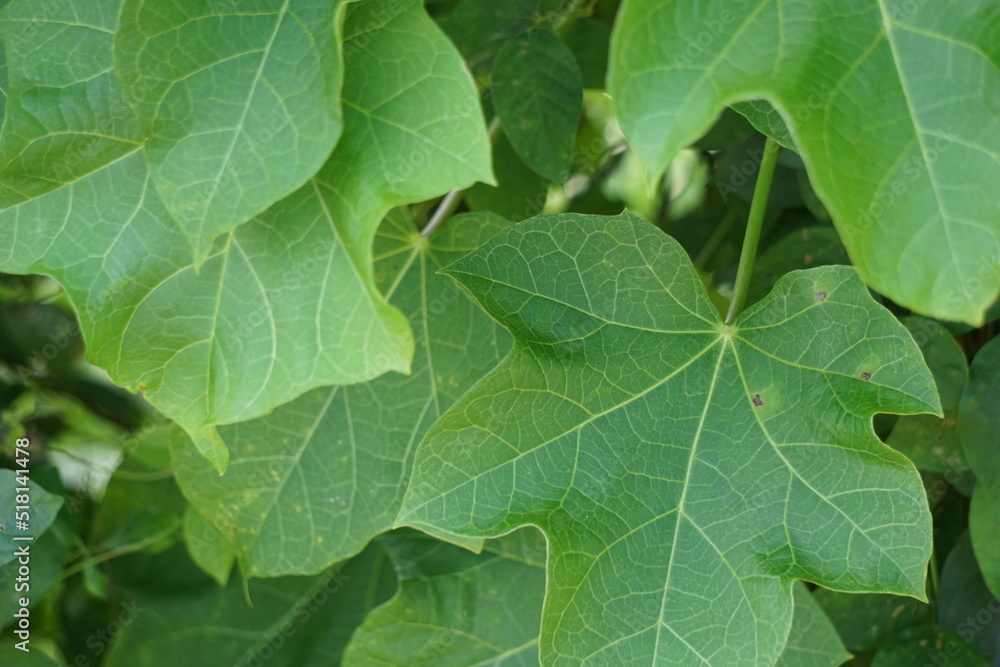 Jatropha curcas (Also called jarak pagar, physic nut, Barbados nut, poison nut, bubble bush, purging nut, castor oil plant, hedge castor oil plant) leaves Jatropha curcas (Also called jarak pagar, physic nut, Barbados nut, poison nut, bubble bush, purging nut, castor oil plant, hedge castor oil plant) leaves