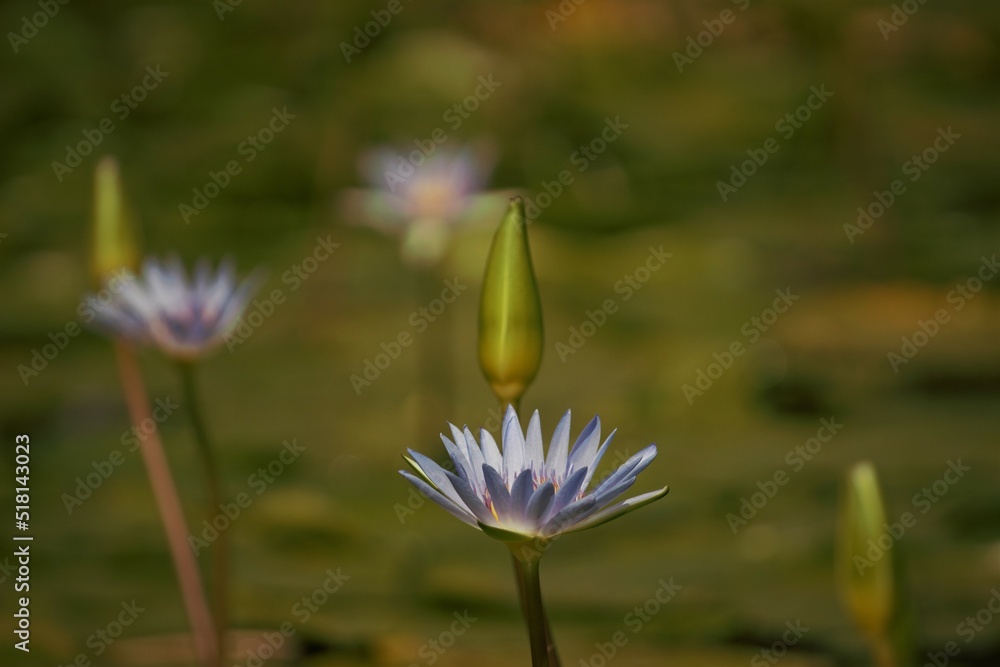 Beautiful flowers of water lily in a garden pond Beautiful flowers of water lily in a garden pond