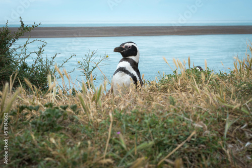 Pingüino. Punta Tombo Pingüinera, Chubut, Argentina.