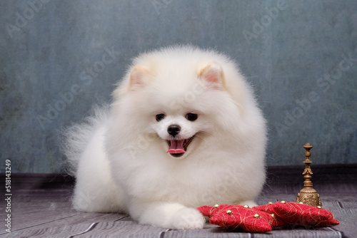 White Spitz in a beautiful haircut lies with his mouth open
