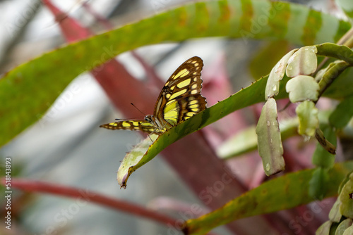Butterfly in Copenhagen Botanical Gardens