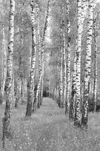 Fototapeta Naklejka Na Ścianę i Meble -  Beautiful birch trees in summer