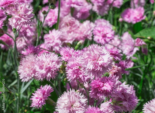 background of pink flowers of garden carnations in the garden close-up