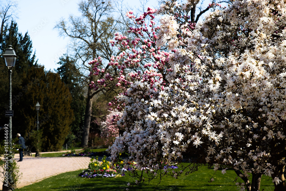 Obraz premium tree in bloom