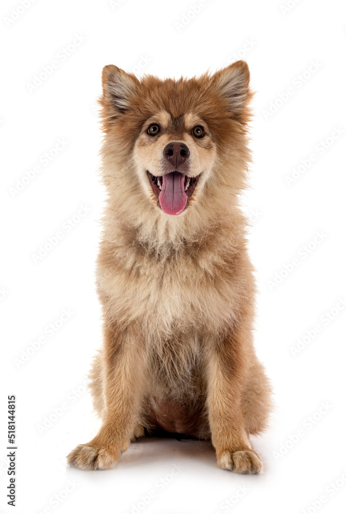 puppy Finnish Lapphund in studio