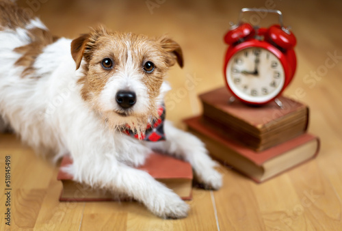 Cute pet dog with alarm clock and books. Back to school or puppy training.
