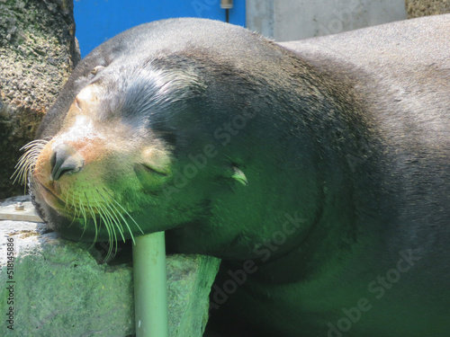 sleeping sea lion